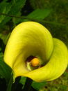 Zantedeschia Elliottiana